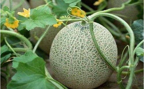 甘肃陇南康县吃瓜网红,网红带你尝鲜陇南美味